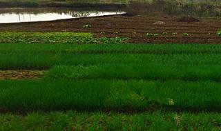 农业补贴多少钱一亩