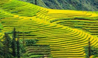 农业补贴多少钱一亩